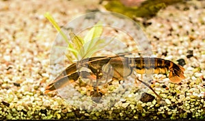 Cherax quadricarinatus, Australian red claw crayfish,Â Queensland red claw,Â redclaw,Â 